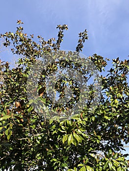 Nice leaves on the tree in the beautiful sunny day photo